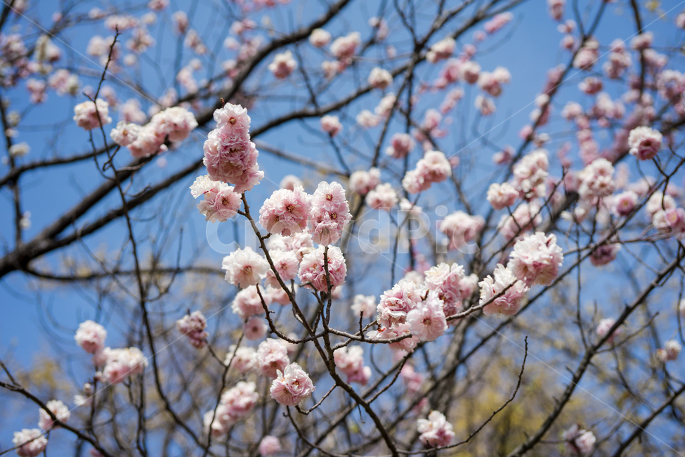 꽃,벚꽃,나무,식물,하늘,자연,풍경,봄,계절,spring,season,plant,flower,blossom