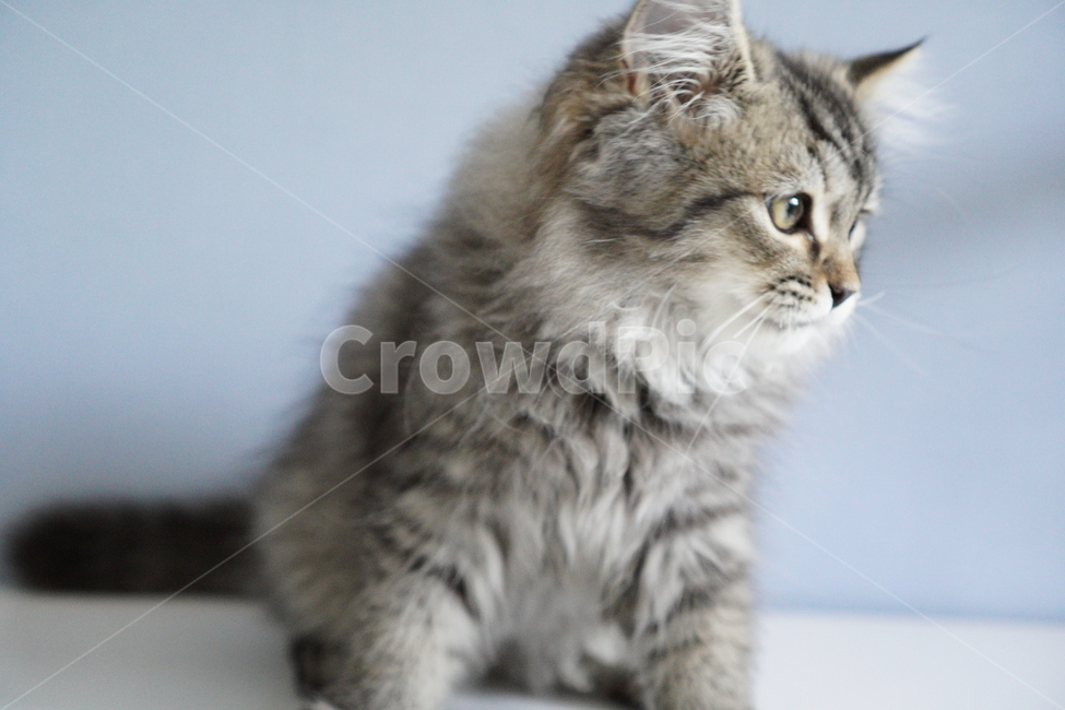 고양이,아기고양이,어린고양이,페르시안고양이,냥이,반려묘,동물,animal,포유류,mammal,고양이,cat,kitten,kitty