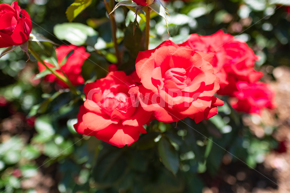 장미,rose,nature,꽃,식물,자연,식물,자연,plants,nature,꽃,flower