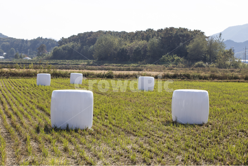 논,추수,곤포사일리지,볏짚,수확,농사,가을,곤포,사일리지,마시멜로,계절,풍경,농촌,시골,볏,짚,지푸라기,공룡알,사료,더미,볏짚더미,짚단,가을,계절,fall,autumn,season,산업,industry,industrial,농업,농사,agriculture,farming,farming industry