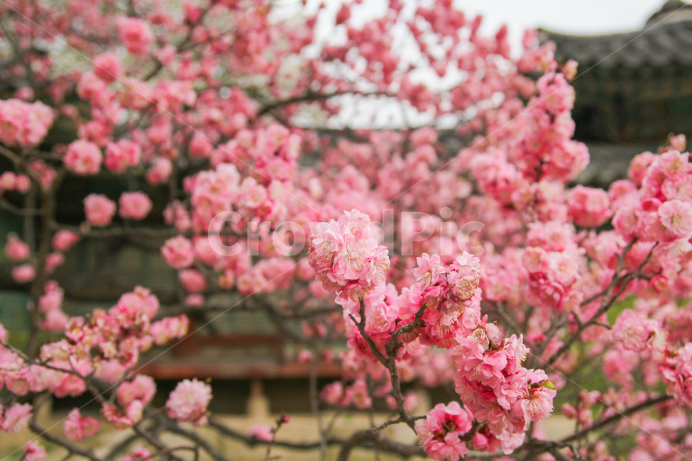 홍매화,봄,꽃,자연,풍경,매화나무,매화,매화꽃,감성사진,봄,계절,spring,season,식물,자연,plants,nature,꽃,flower,plant