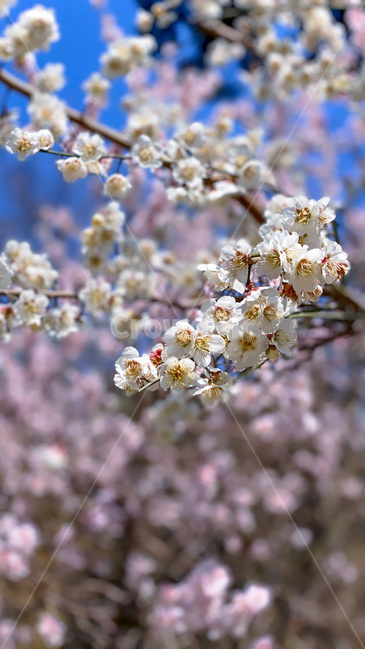 plant,식물,flower,꽃,spring,봄,벚꽃,cherryblossom,blossom,bloom,cherryblossom