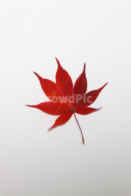 단풍,단풍잎,나뭇잎,가을,잎,낙엽,식물,autumn,leaf,leaves,maple,fall,plant,계절,season,가을,계절,fall,autumn,season