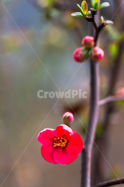 plant,pollen,식물,봄,야외,야생화,꽃,배경흐림,자연,공원,실외,봄꽃,경치,나무,꽃잎,꽃봉오리,접사,클로즈업,크로즈업,확대,시즌,계절,봄철,꽃무늬,색,컬러,컬러풀,예쁜,아름다운,장식,나뭇잎,잎,개화,피다,분홍색,분홍꽃,꽃밭,나무가지,나뭇가지,붉은색,수술,암술,명자나무,산당화,화단,화훼,정원,화분