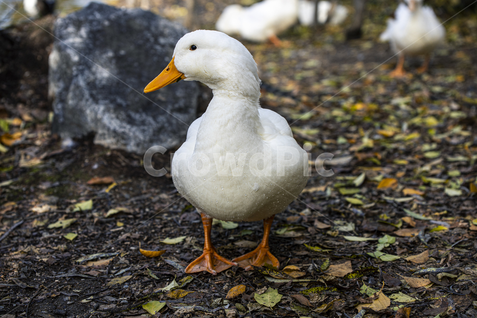 오리,공원,새,bird,animal,동물,duck,가금류,동물,animal,조류,새,birds