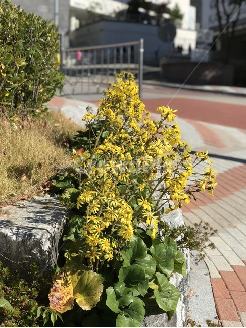 plant,식물,꽃,노란꽃,노랑,노란,잎,잎사귀,도로,식물,자연,plants,nature,꽃,flower