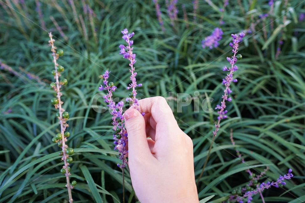 plant,식물,flower,맥문동,보라색꽃,식물,자연,plants,nature,꽃,flower,신체일부,몸,body