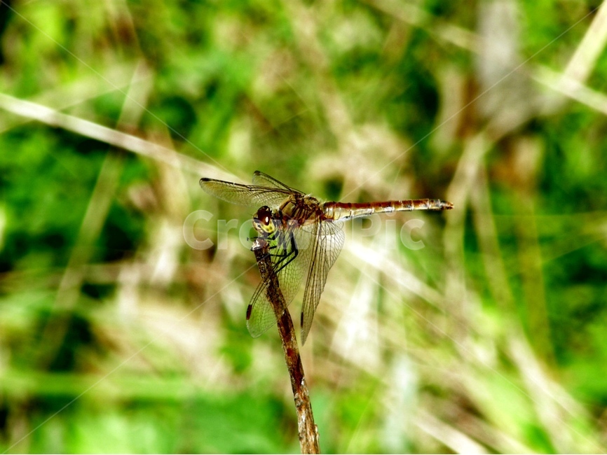 잠자리,곤충,자연,접사,nature,날개,휴식,wing,야생,야외,낮,outdoor,day,동물,animal,곤충,벌레,insect,bug