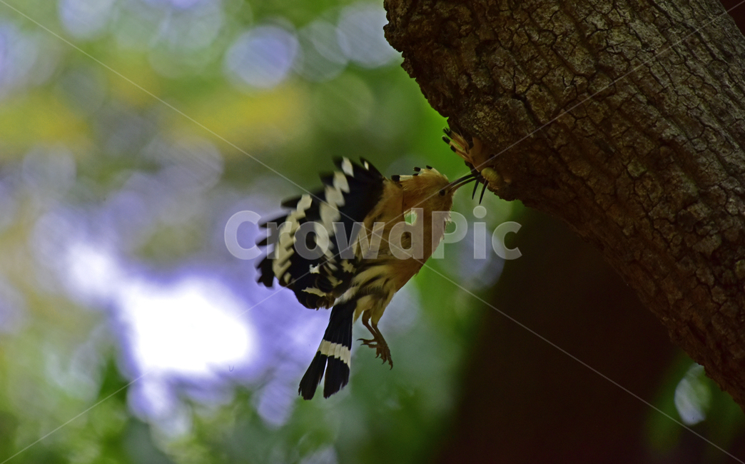 후드티,hoopoe,upupaepops,철새,여름철새,조류,여름새,파도비행,오디새,동물,animal,조류,새,birds