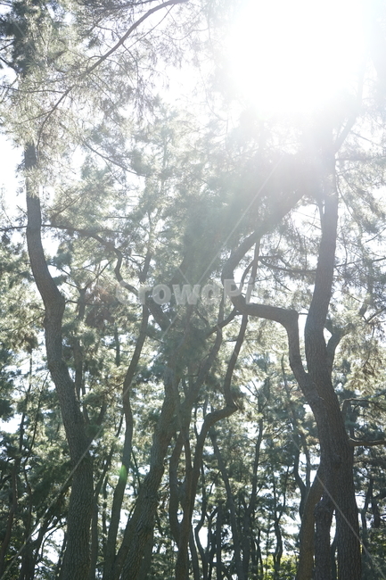 나무,햇빛,소나무,태양,밝은빛,경주,자연,풍경,nature,landscape,tree,plant,식물,vegetation,초목,outdoors,옥외