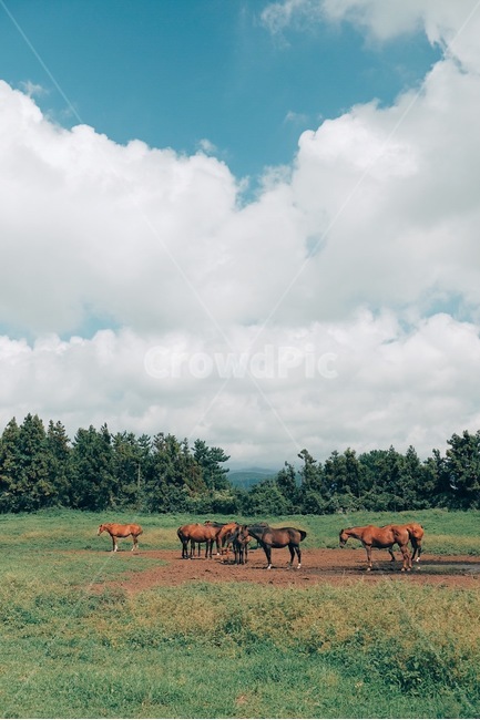 하늘,구름,말,제주도,풍경,자연,풍경,nature,landscape,한국자연풍경,한국자연경관,korea nature landscape,제주도,jeju,jeju island,동물,animal,포유류,mammal,감성,sensible,feeling,산업,industry,industrial,목축업,목장,livestock farming,ranching,pasture,field,들,outdoors,옥외,grassland,목초지
