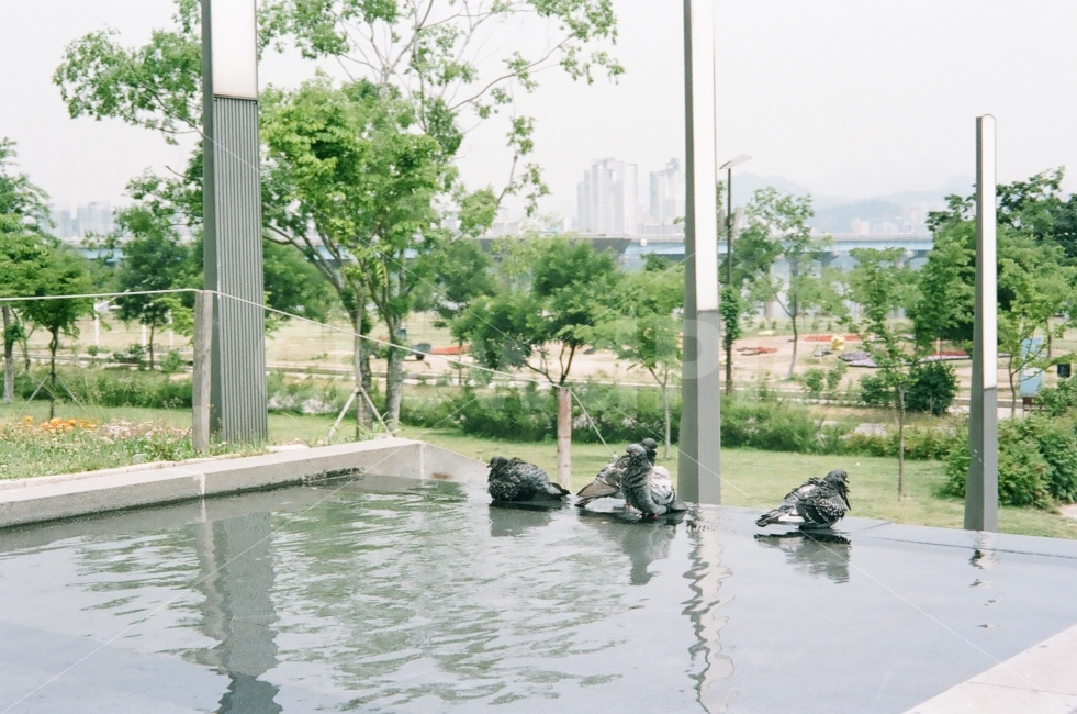 서울,한강,여의나루,비둘기,5월,필름사진,네츄라클래시카,코닥필름,포트라160,naturaclassica,korea,seoul,hanriver,동물,animal,조류,새,birds