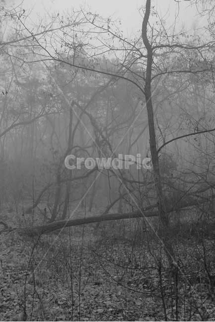 공포,으시시,미세먼지,나무,호러,안개,frost,숲,morning,아침,dark,natural,beautiful,fog,outdoor,light,branch,season,mist,scene,cold,winter,white,wood,background,tree,landscape,nature,forest,식물,자연,plants,nature,나무,trees,wood,공포,호러,무서운,무서움,horror,terror,fear,흑백,모노톤,monochrome,black and white