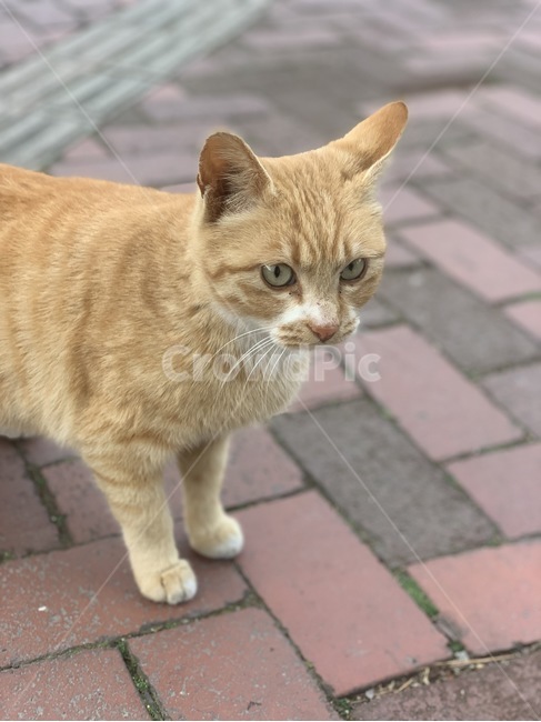 고양이,동물,치즈태비,길고양이,야옹이,동물,animal,포유류,mammal,고양이,cat,kitten,kitty