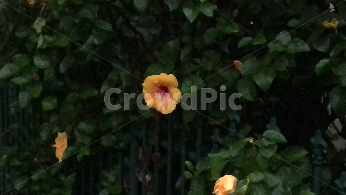 plant,식물,leaf,잎,blossom,꽃,flower,red,빨강,봄,여름,가을,생화,들꽃,노랑