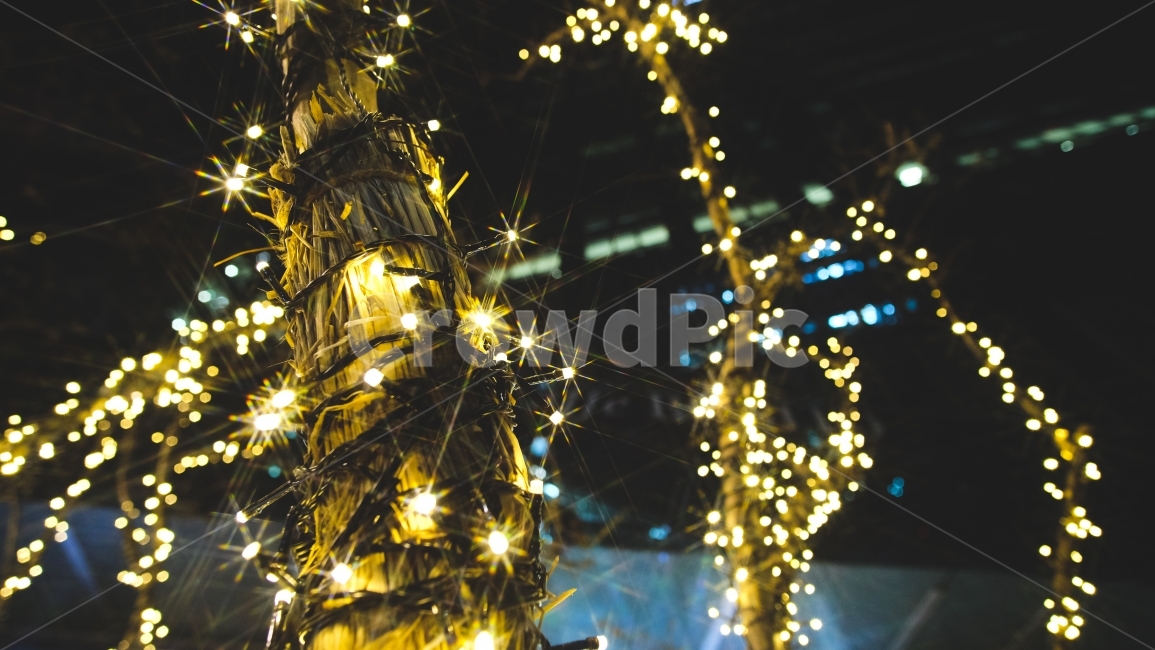 야경,nightscape,조명,빛망울,도시풍경,야경,밤,풍경,nightscape,night,landscape,감성,sensible,feeling,plant,식물,leaf,잎,light,빛,flare,플레어