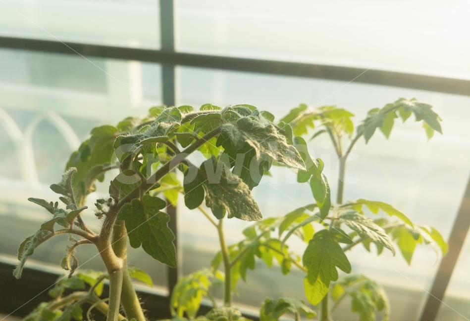 식물,햇빛,빛,화분,방울토마토,식물,자연,plants,nature