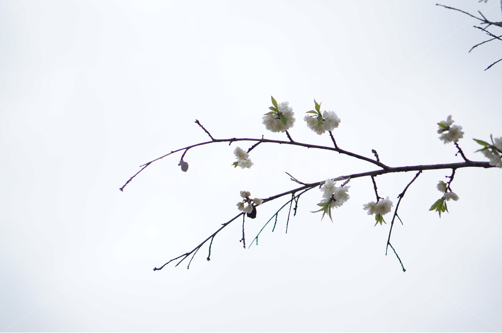 백매화,흰색,봄,하늘,저녁,흐림,봄,계절,spring,season,식물,자연,plants,nature,꽃,flower,plant