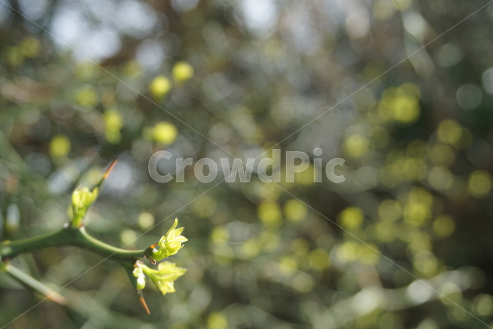 봄,4월,탱자나무,탱자나무가시,녹색,연두색,가시나무,가시,새순,봄,계절,spring,season,식물,자연,plants,nature,plant