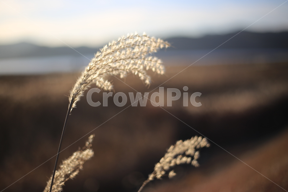 갈대,억새,신성리갈대밭,자연,풍경,가을,갈대밭,grass,잔디,plant,식물,lawn,reed