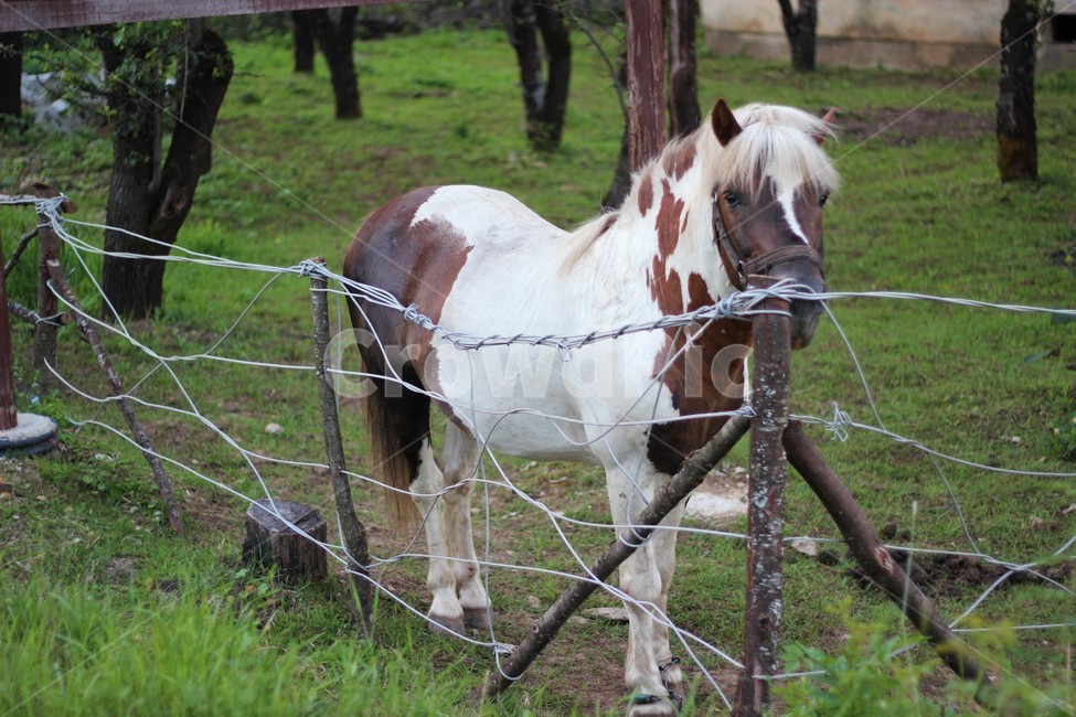 horse,말,animal,동물,mammal,포유류,colthorse,콜트호스,동물,animal,포유류,mammal
