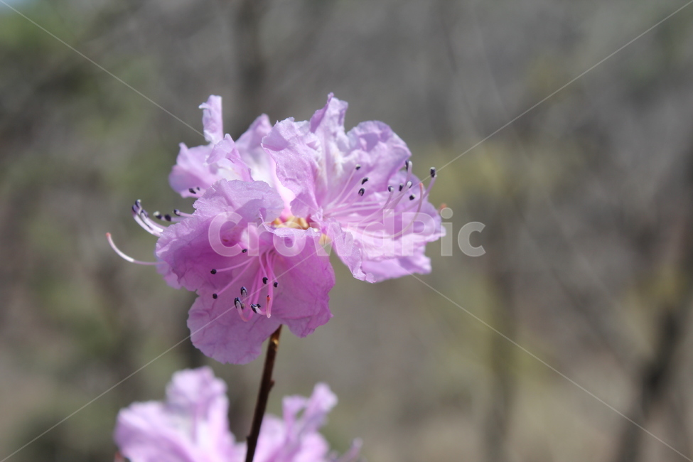 진달래,봄꽃,꽃,분홍색꽃,봄,식물,자연,plants,nature,꽃,flower