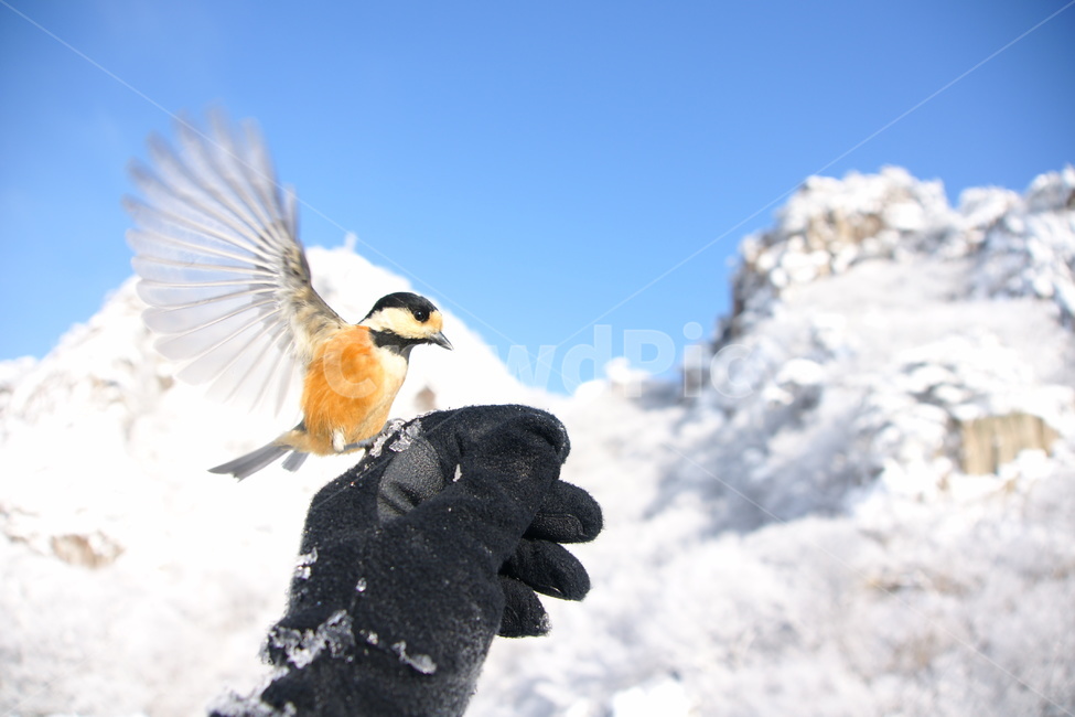 대둔산,곤줄박이,조류,땅콩,새,겨울,계절,winter,season,동물,animal,조류,새,birds