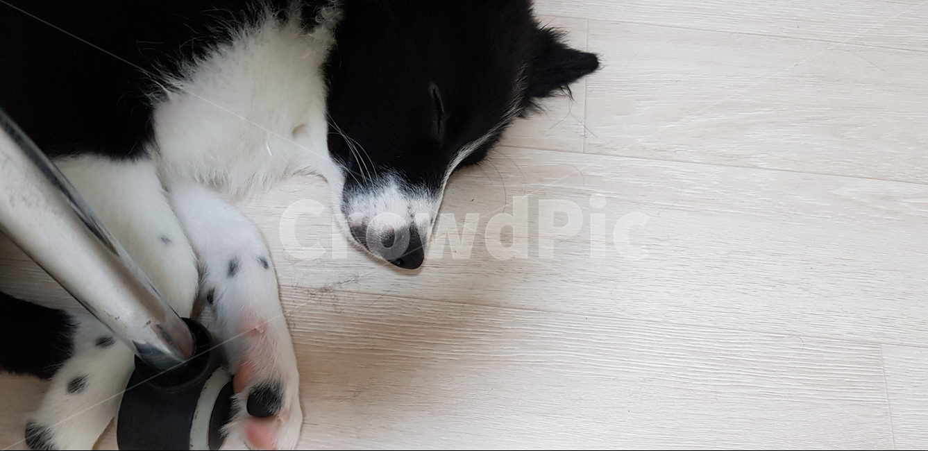 보더콜리,반련견,애완견,집개,개,강아지,콜리,동물,animal,포유류,mammal,개,강아지,dog,doggy