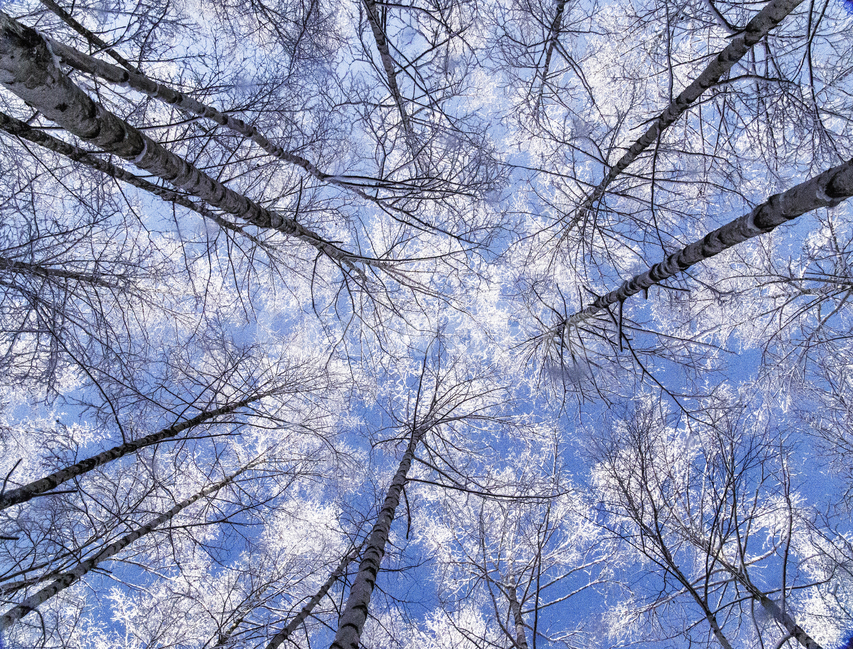 자작나무,겨울하늘,whitebirch,나무,sky,겨울,계절,winter,season,자연,풍경,nature,landscape,outdoors,옥외,snow,눈,frost,서리
