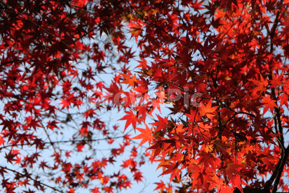 plant,식물,leaf,잎,tree,나무,maple,단풍,가을,계절,fall,autumn,season,식물,자연,plants,nature