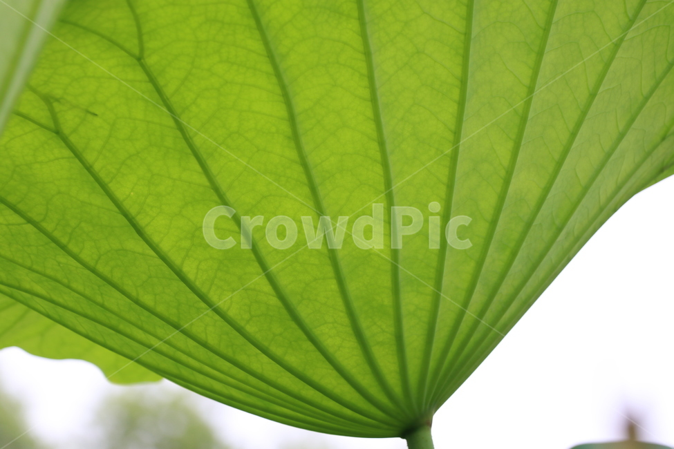 연잎,식자재,초록,싱싱함,잎맥,식물,lotus,농업,자연,green,패턴,식물,자연,plants,nature