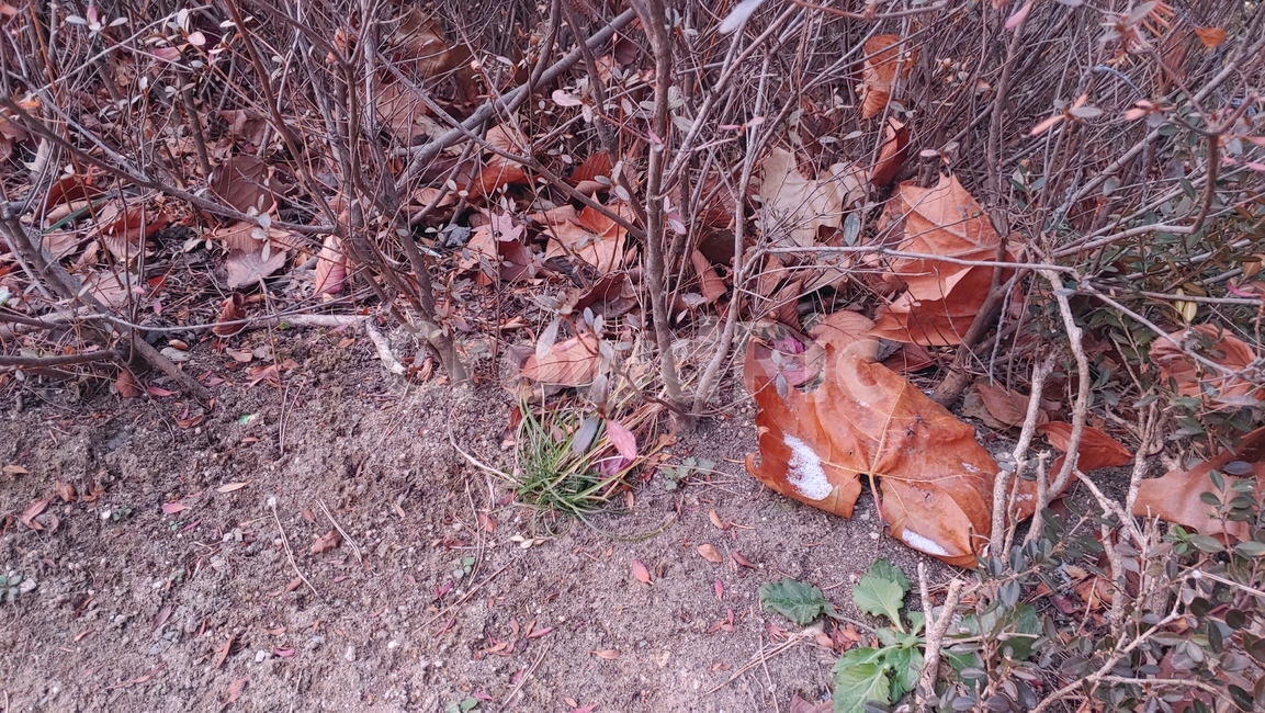 leaf,잎,plant,식물,바닥,tree,나무,가을,낙엽