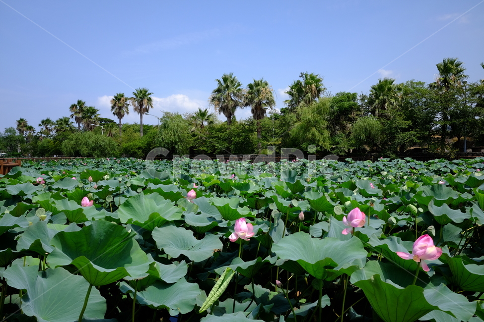 연꽃,연잎,나무,식물,자연,자연,풍경,nature,landscape,plant,blossom,꽃,flower,lily,백합