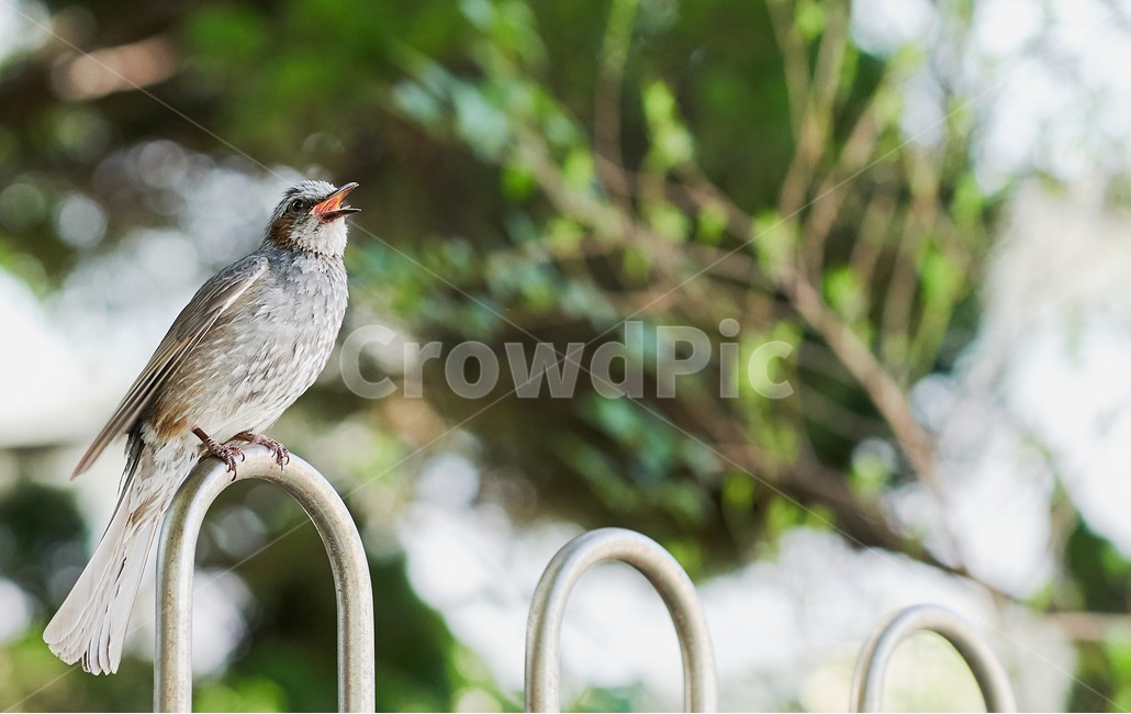 새,bird,근접,조류,동물,동물,animal,조류,새,birds