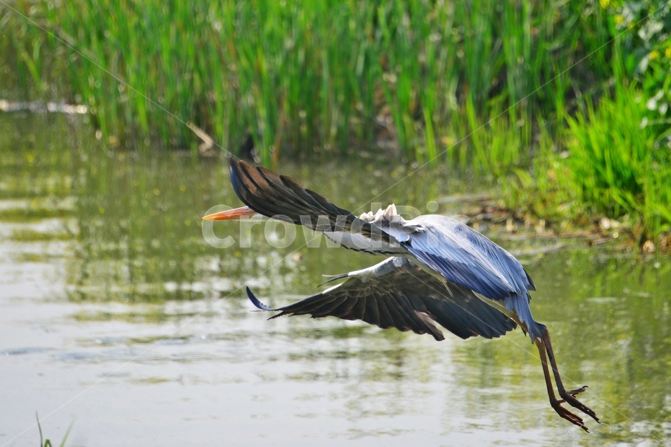 animal,동물,bird,새,waterfowl,물새,stork,황새,하천,강변,왜가리,백로,비상,동물,animal,조류,새,birds