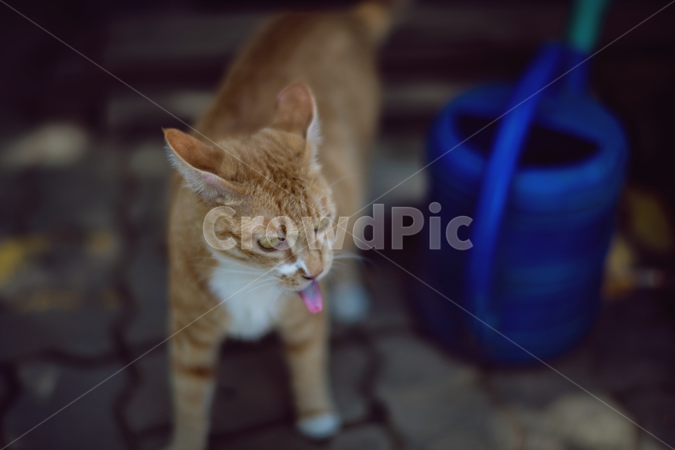 고양이,동물,치즈,혀,메롱,cat,길고양이,길냥이,animal,산책,귀여운,귀여움,동물,animal,포유류,mammal,고양이,cat,kitten,kitty