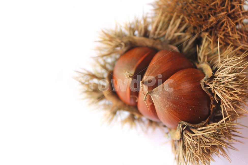 autumn,brown,bur,burr,chestnut,chestnutbur,closeup,fall,food,fruit,macro,natural,nature,nut,plant,seed,sharp,spike,갈색,브라운,밤송이,밤,클로즈업,알밤,가을,열매,음식,자연,식물,뾰족한,가시,가을,계절,fall,autumn,season,음식,식재료,요리,food,cook,meal,dishes,food reserves,과일,열매,fruit,누끼,remove background,vegetable,야채,너트
