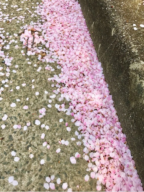 벚꽃,꽃잎,분홍,러블리,봄,낭만,봄,계절,spring,season,꽃,flower,blossom,petal,plant,식물