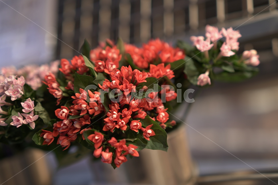 여름,길가,plants,자연,감성,flowers,flower,식물,season,summer,예쁜꽃,아름다움,꽃잎,꽃가게