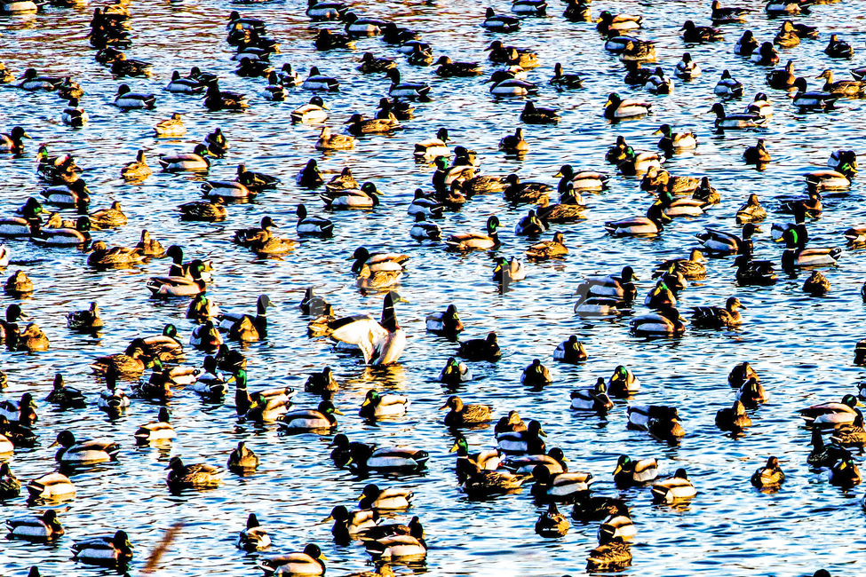 자연,오리,저수지,동물,조류,동물,animal,조류,새,birds
