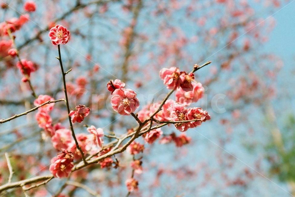 매화,매화꽃,홍매화,홍매화꽃,매화나무,매화나무꽃,봄,계절,spring,season,식물,자연,plants,nature,꽃,flower,plant