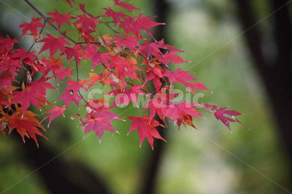단풍,단풍나무,엽록소,가을,redleaves,가을,계절,fall,autumn,season,식물,자연,plants,nature,plant,leaf,잎,tree,나무
