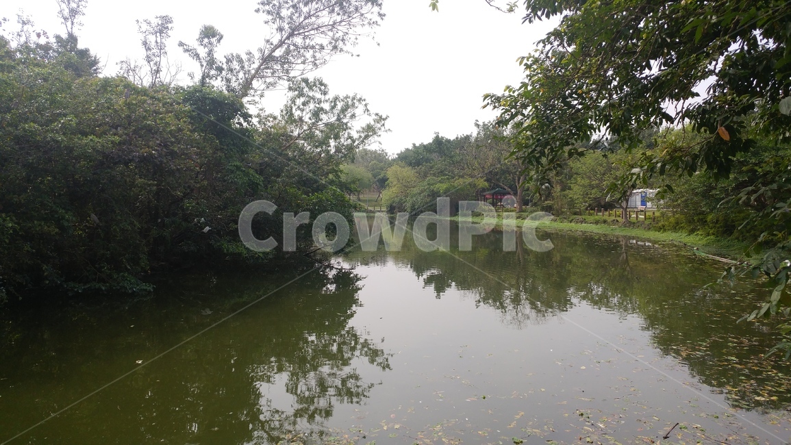 호수,나무,자연,풍경,풀,그림자,자연,풍경,nature,landscape,water,물,outdoors,옥외,land,땅,pond,못