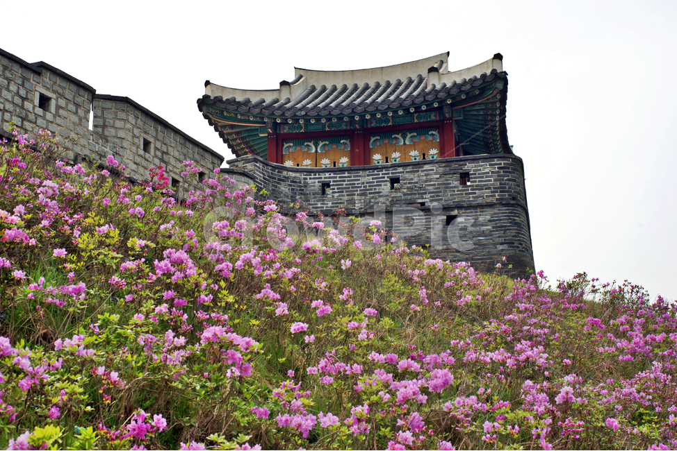 서북각루,수원화성,유네스코세계문화유산,화성,수원,성벽,성곽,철쭉,봄,계절,spring,season,한국전통,한국문화,korean traditional,korean culture,랜드마크,landmark,tourist attraction,한국랜드마크,한국관광지,한국명소,korea landmark,korea tourist attraction,식물,자연,plants,nature,꽃,flower,건축물,건물외관,exterior,building,structure,architecture,construction,건물,temple,신전,shrine,신사,pagoda,탑,worship,예배