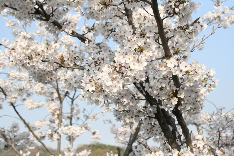 벚꽃,꽃,자연,나무,봄,봄,계절,spring,season,식물,자연,plants,nature,꽃,flower,plant,blossom