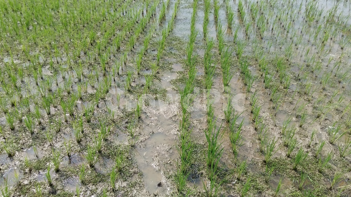 논풍경,농수로,벼,들판,논,산업,industry,industrial,농업,농사,agriculture,farming,farming industry