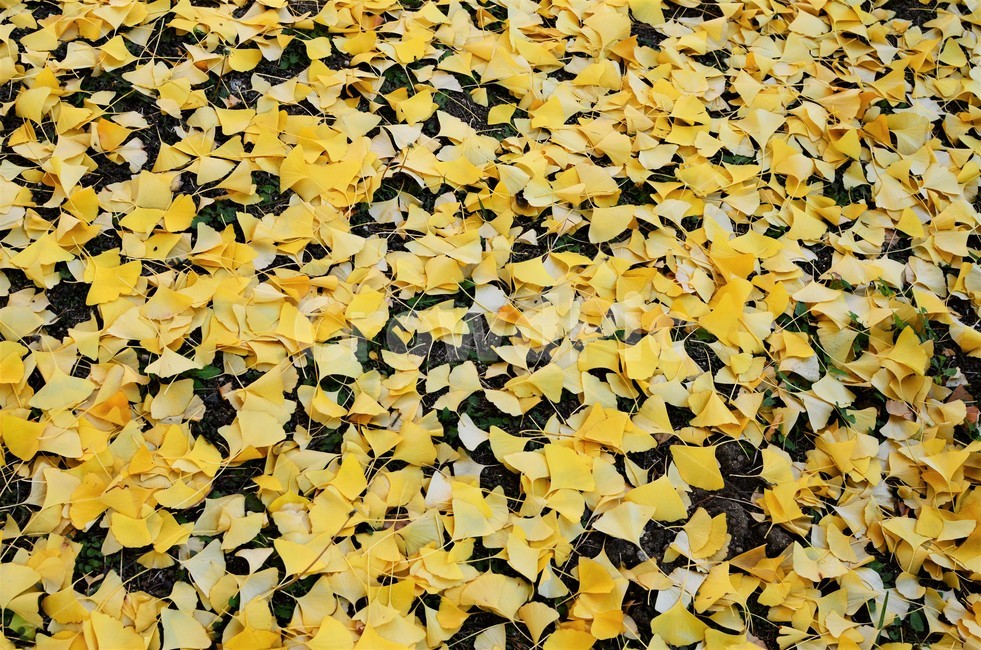 은행잎,낙엽,단풍,가을단풍,은행,가을,가을,계절,fall,autumn,season,leaf,잎,plant,식물