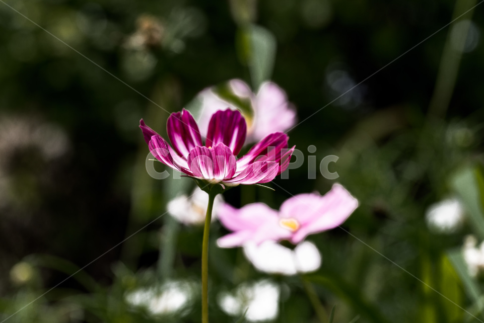코스모스,가을,야생화,가련,꽃,식물,가을,계절,fall,autumn,season,식물,자연,plants,nature,꽃,flower,plant