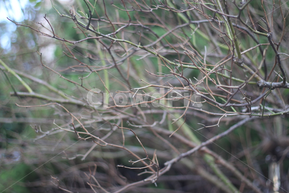 가지,나뭇가지,나무,가을,자연,건조함,추위,자연배경,앙상한,식물,자연,plants,nature