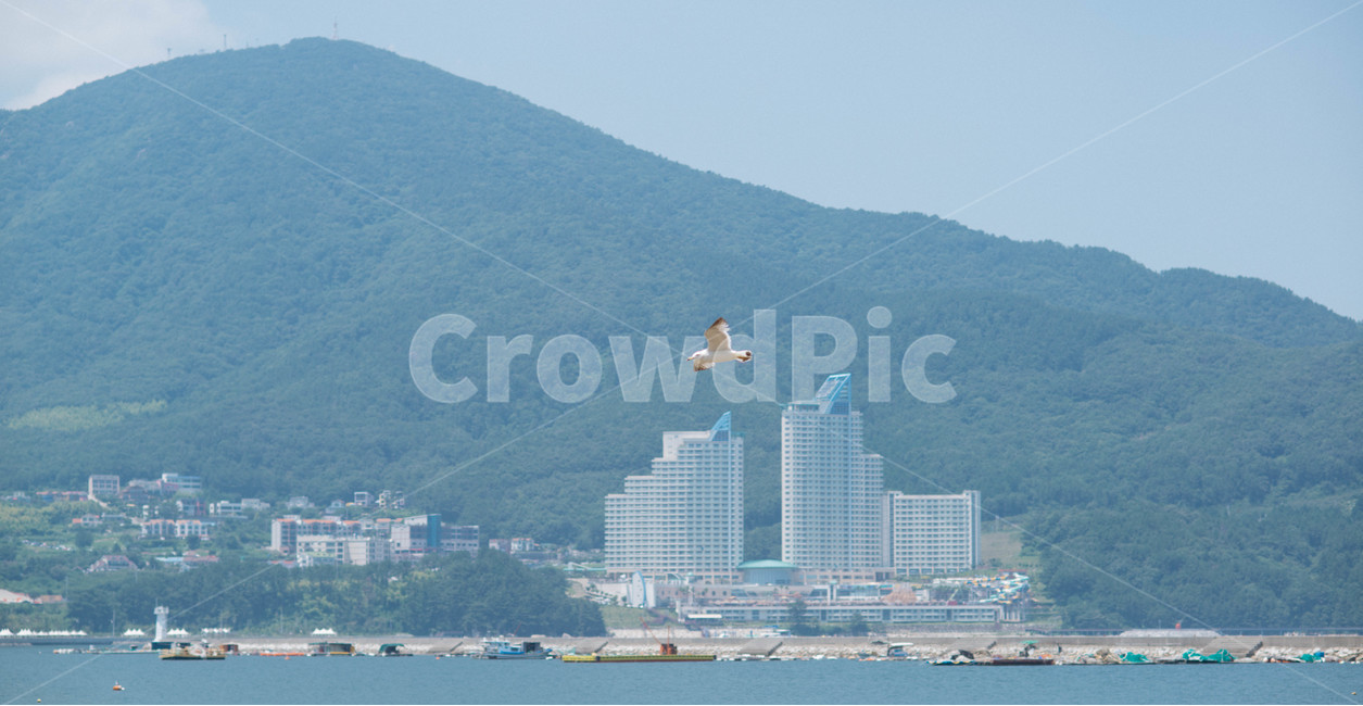 바다,여름,거제도,시원함,일상,갈메기,도시,풍경,city,landscape,동물,animal,조류,새,birds,bird